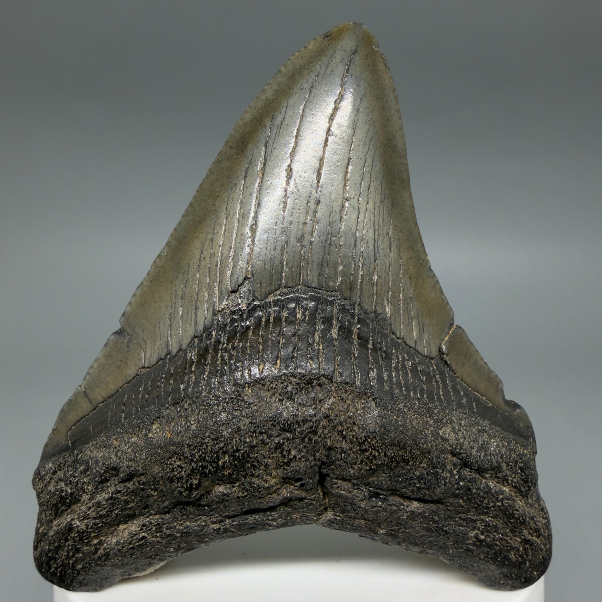 Front View Colorful 2.91" Fossil Megalodon Tooth – South Carolina River Find | AuthentiC CM6400