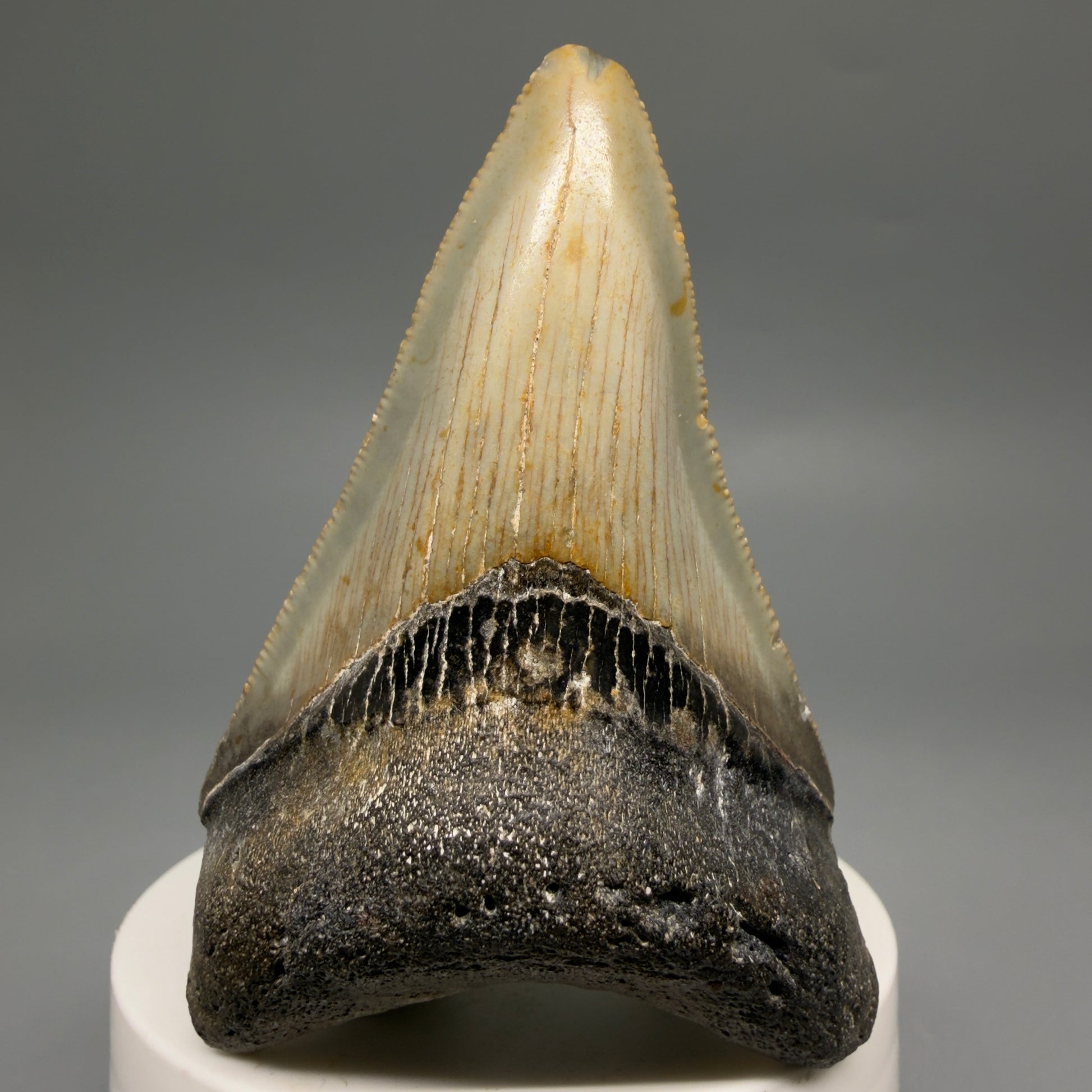 Front View Colorful 2.93" Fossil Megalodon Tooth - Authentic Carcharocles megalodon Fossil from North Carolina CM6496