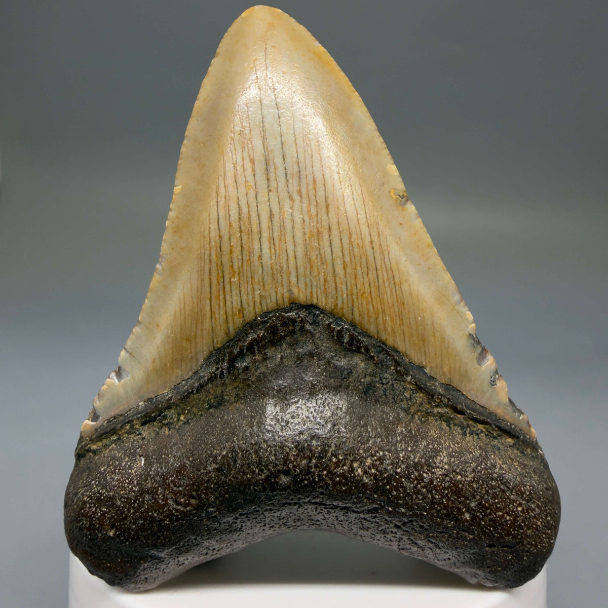 Front View Colorful 2.93" Fossil Megalodon Tooth - Authentic Carcharocles megalodon Fossil from North Carolina megalodonteeth.com CM6792