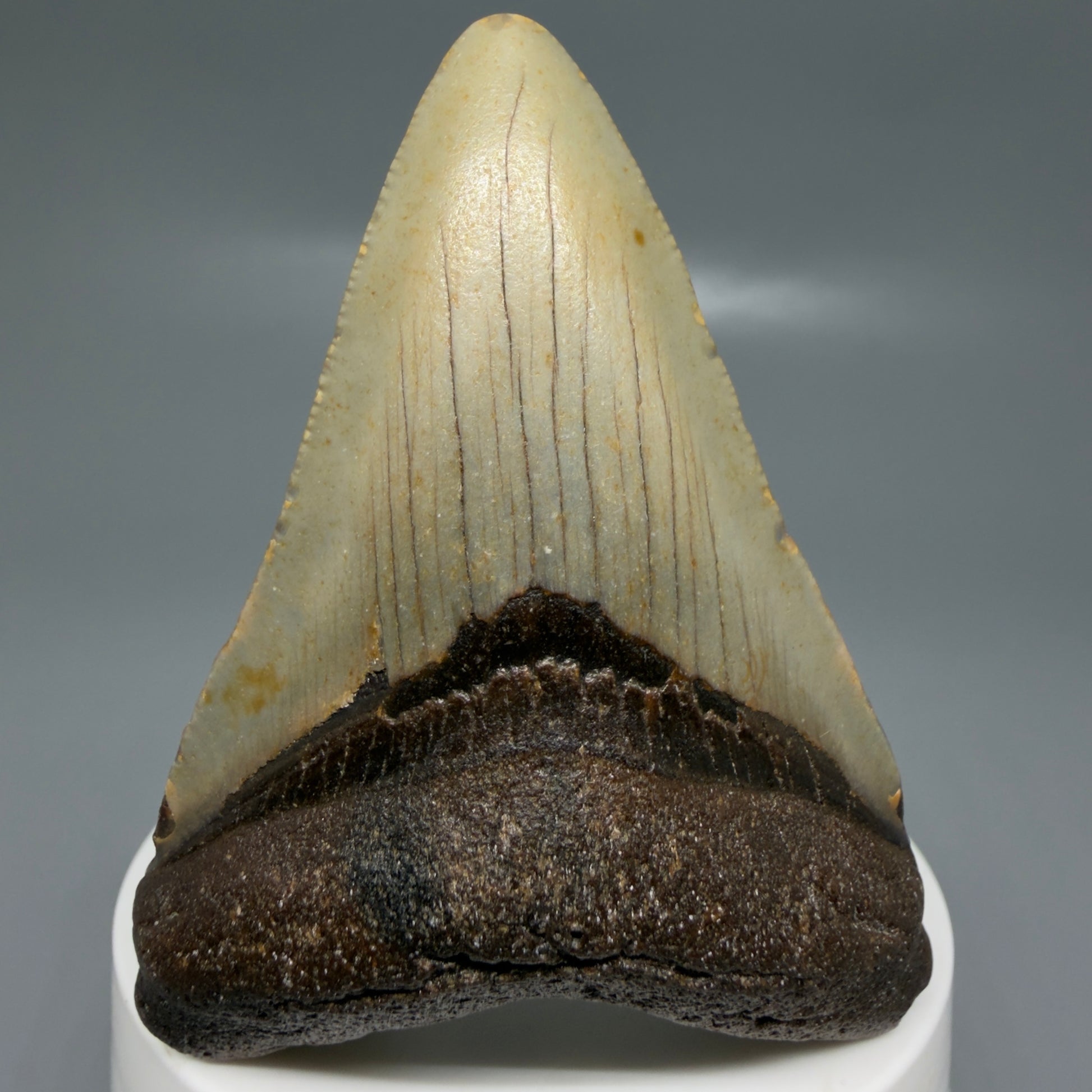 Front View Colorful 2.95" Fossil Megalodon Tooth - Authentic Carcharocles megalodon Fossil from North Carolina CM6189