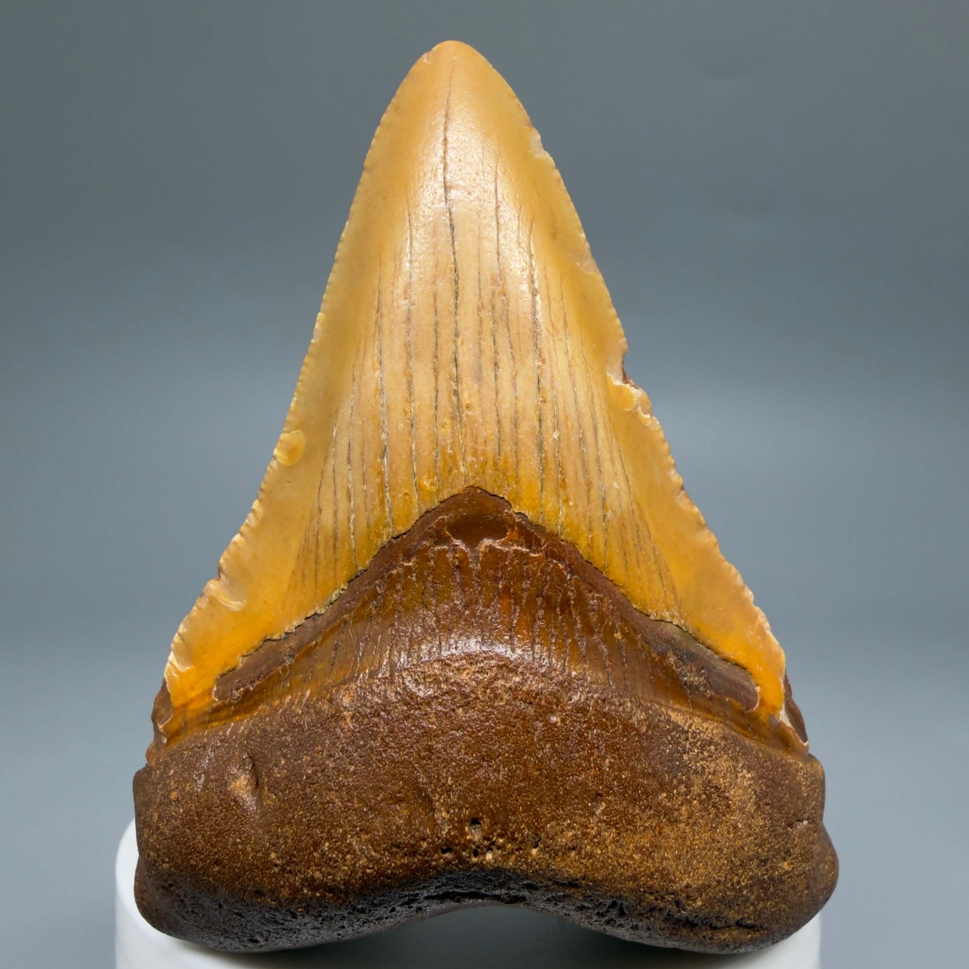 Front View Colorful 2.96" Fossil Megalodon Tooth - Authentic Carcharocles megalodon Fossil from North Carolina CM6494