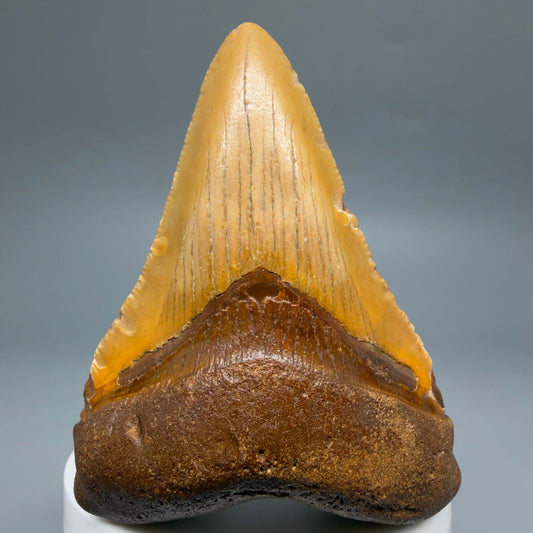 Front View Colorful 2.96" Fossil Megalodon Tooth - Authentic Carcharocles megalodon Fossil from North Carolina CM6494