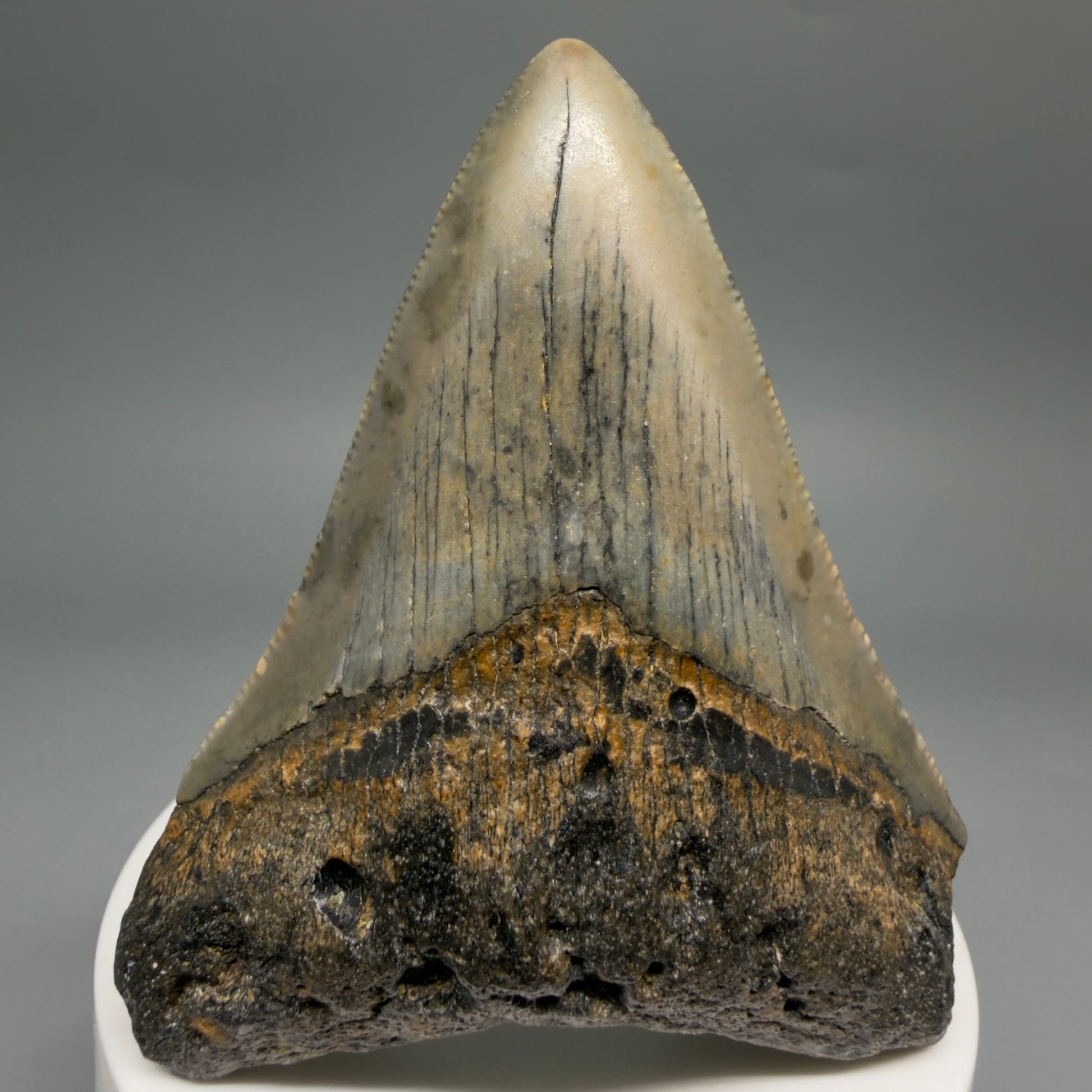Front View Colorful 2.98" Fossil Megalodon Tooth - Authentic Carcharocles megalodon Fossil from North Carolina megalodonteeth.com CM6497