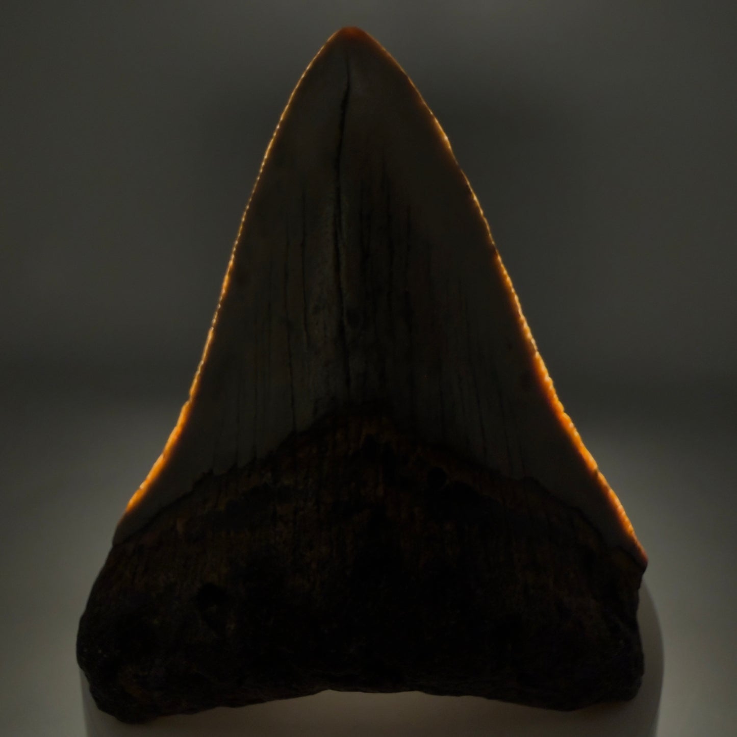 Front View Colorful 2.98" Fossil Megalodon Tooth - Authentic Carcharocles megalodon Fossil from North Carolina megalodonteeth.com CM6497 - 1