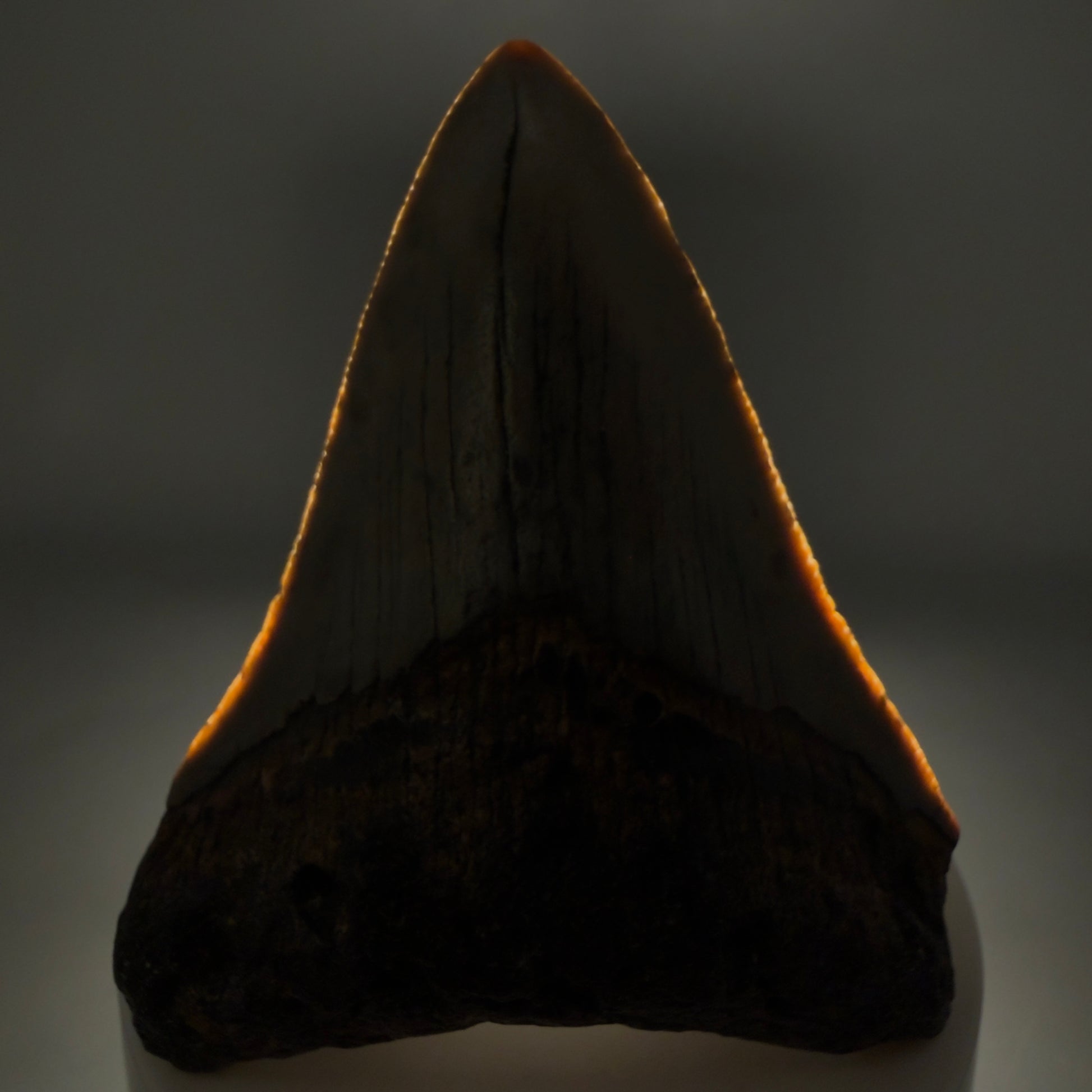 Front View Colorful 2.98" Fossil Megalodon Tooth - Authentic Carcharocles megalodon Fossil from North Carolina megalodonteeth.com CM6497 - 1