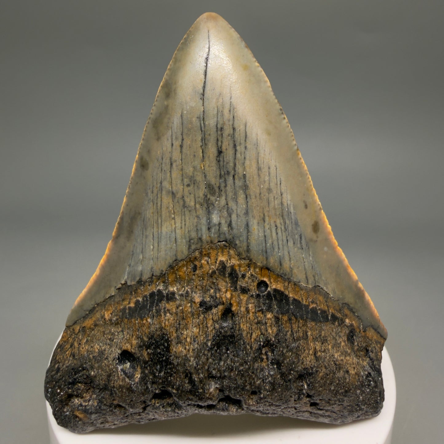 Front View Colorful 2.98" Fossil Megalodon Tooth - Authentic Carcharocles megalodon Fossil from North Carolina megalodonteeth.com CM6497 - 2
