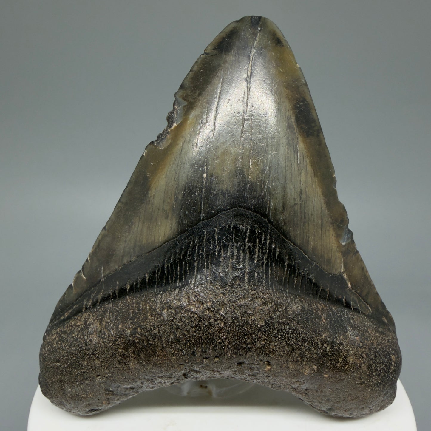 Front View Colorful 3.00" Fossil Megalodon Tooth from North Carolina - megalodonteeth.com CM5816