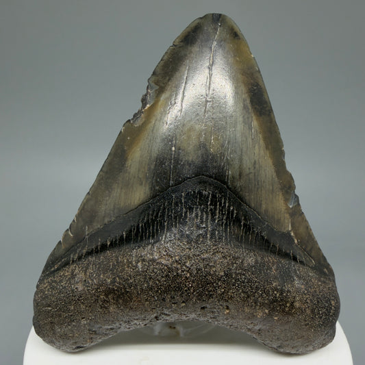 Front View Colorful 3.00" Fossil Megalodon Tooth from North Carolina - megalodonteeth.com CM5816