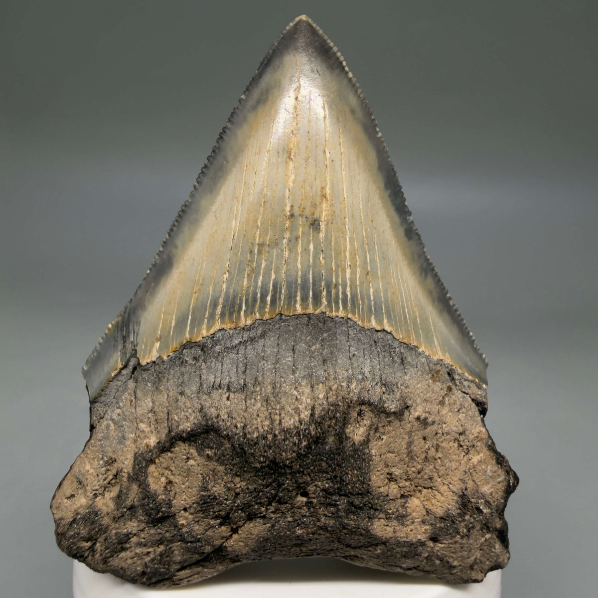 Front View Colorful 3.00" Fossil Megalodon Tooth from North Carolina - megalodonteeth.com CM6794
