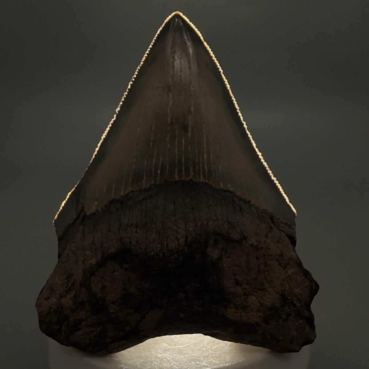 Front View Colorful 3.00" Fossil Megalodon Tooth from North Carolina - megalodonteeth.com CM6794 - 1