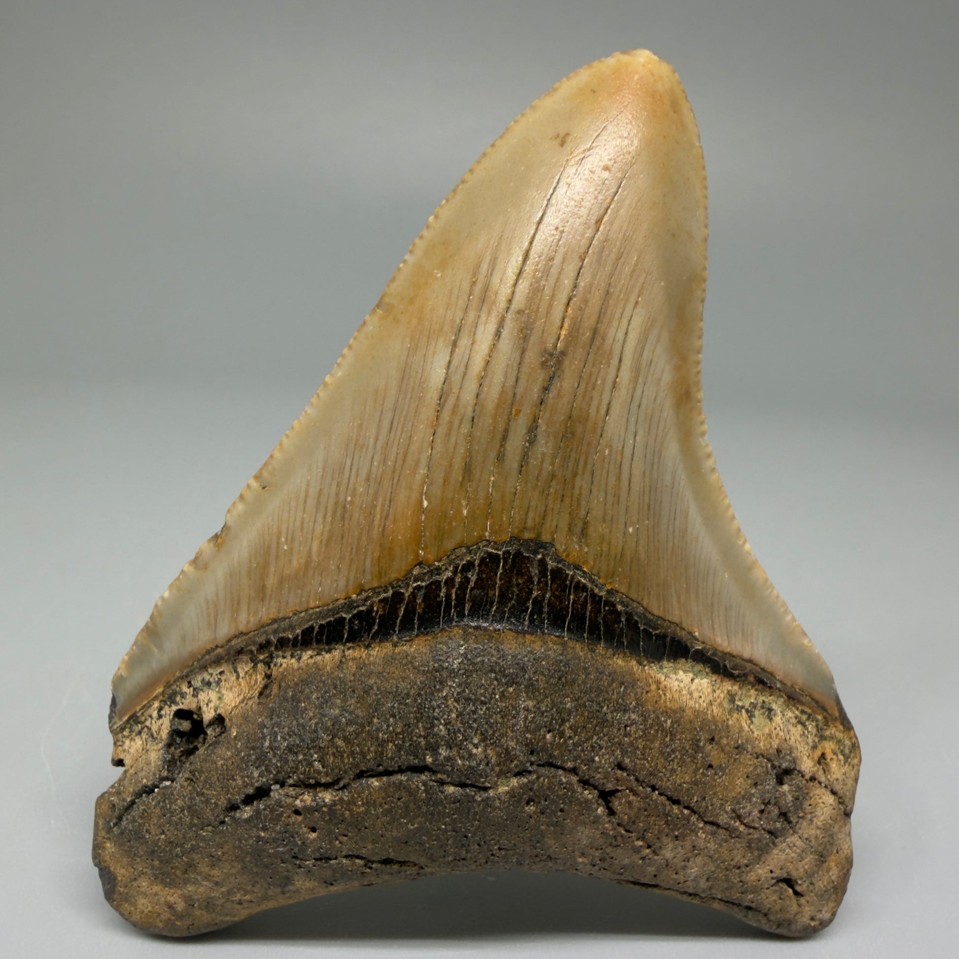 Front View Colorful 3.02" Fossil Megalodon Tooth from North Carolina CM5435 