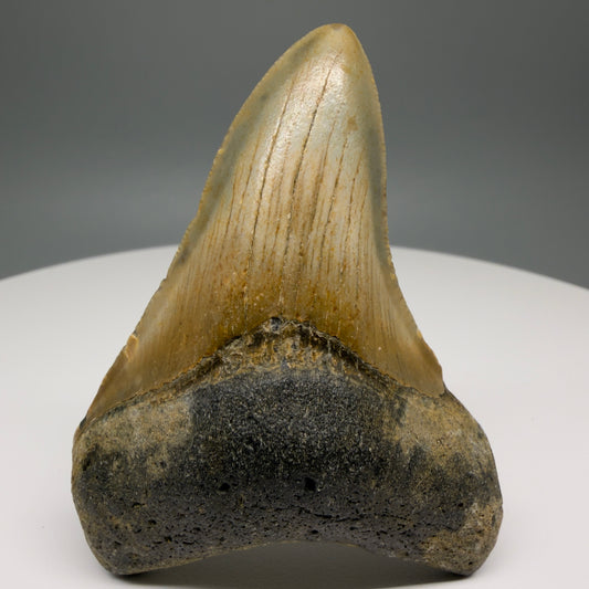Front View Colorful 3.05" Fossil Megalodon Tooth from North Carolina - megalodonteeth.com CM5873