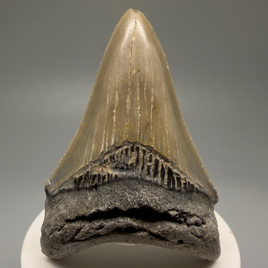 Front View Colorful 3.06" Fossil Megalodon Tooth from North Carolina - megalodonteeth.com CM5610