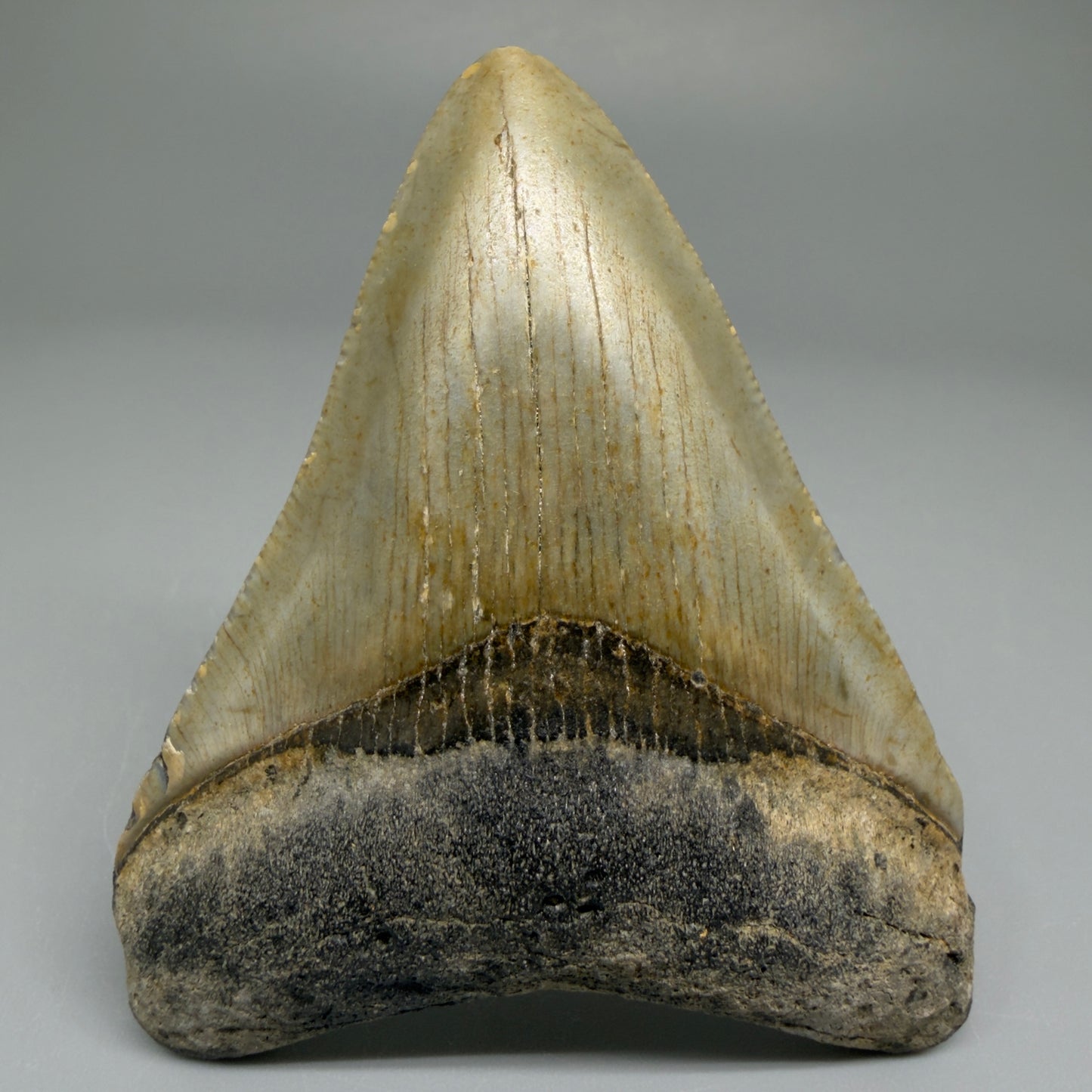 Front View Colorful 3.06" Fossil Megalodon Tooth from North Carolina CM5436 