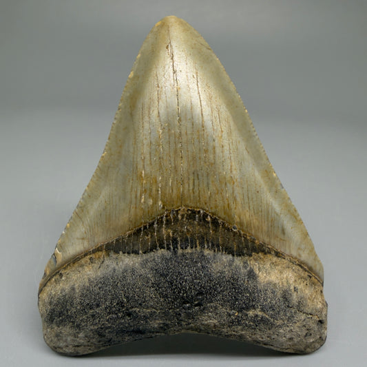 Front View Colorful 3.06" Fossil Megalodon Tooth from North Carolina CM5436 