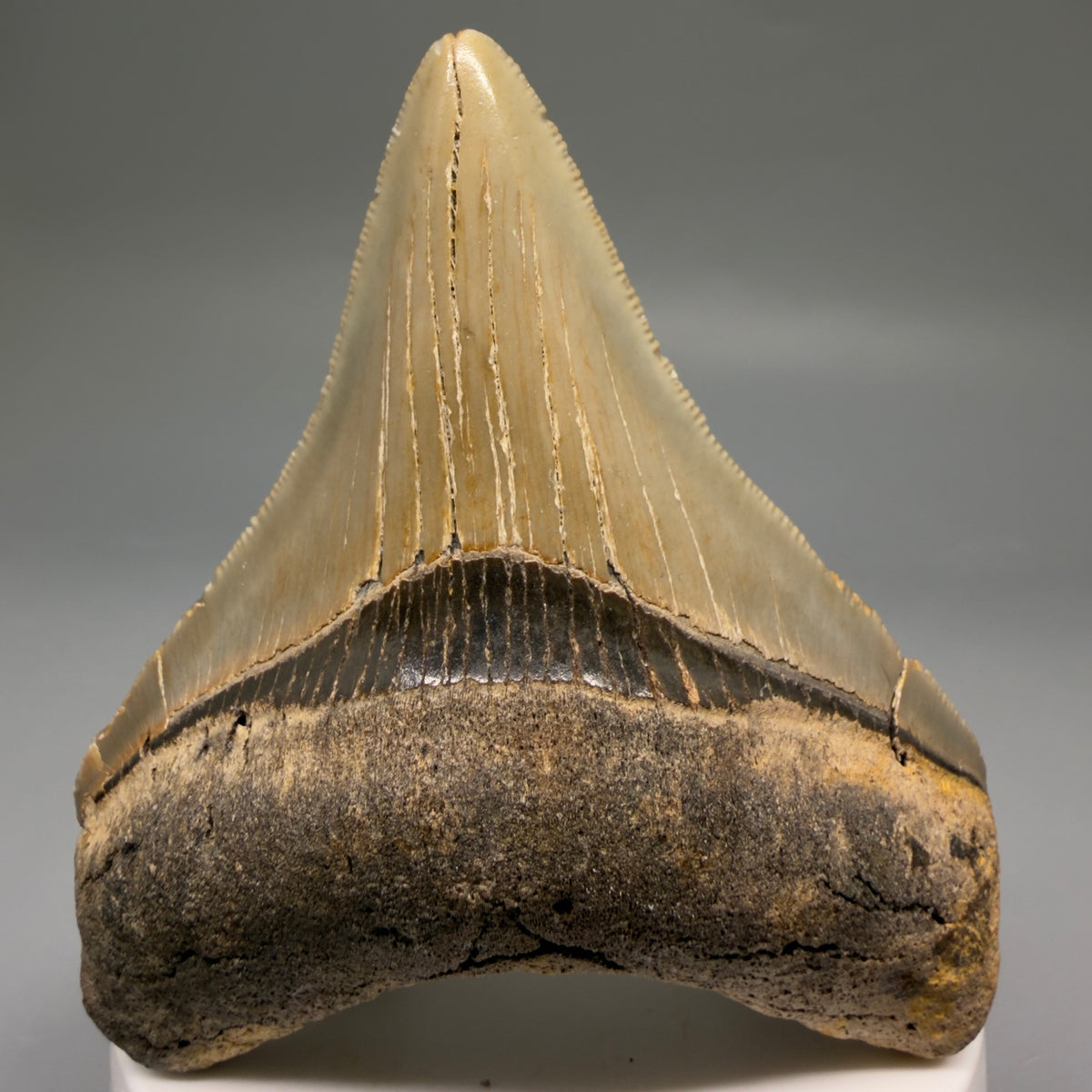 Front View Colorful 3.10" Fossil Megalodon Tooth from North Carolina - megalodonteeth.com CM6765