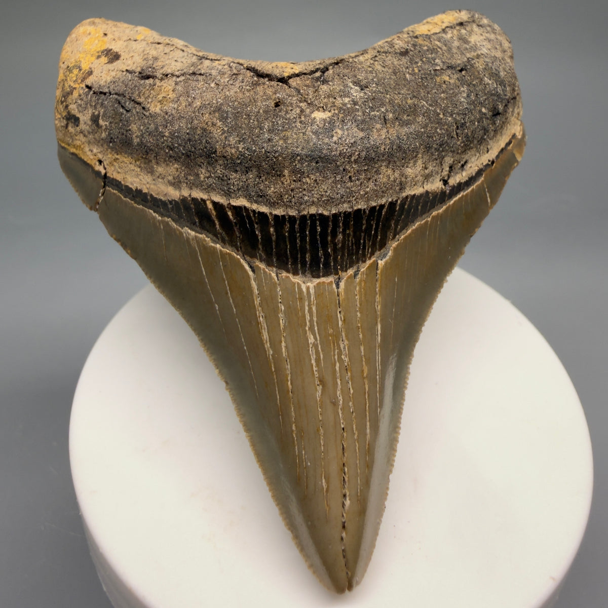 Front View Colorful 3.10" Fossil Megalodon Tooth from North Carolina - megalodonteeth.com CM6765 - 1