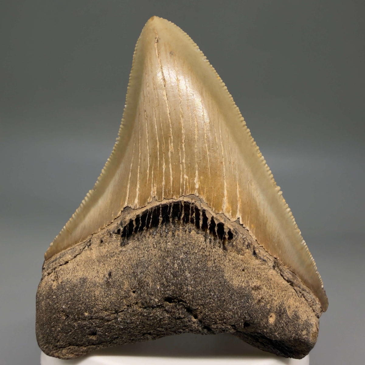 Front View Colorful 3.10" Fossil Megalodon Tooth from North Carolina - megalodonteeth.com CM6797