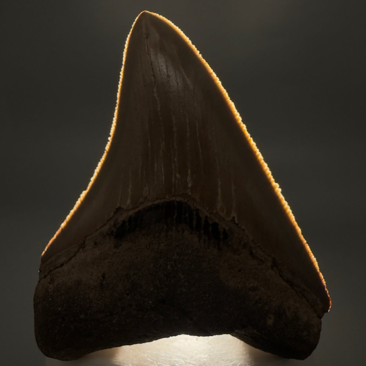 Front View Colorful 3.10" Fossil Megalodon Tooth from North Carolina - megalodonteeth.com CM6797 -1 