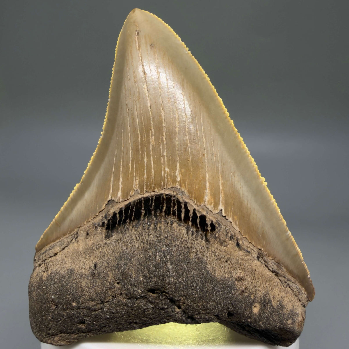 Front View Colorful 3.10" Fossil Megalodon Tooth from North Carolina - megalodonteeth.com CM6797 - 2 