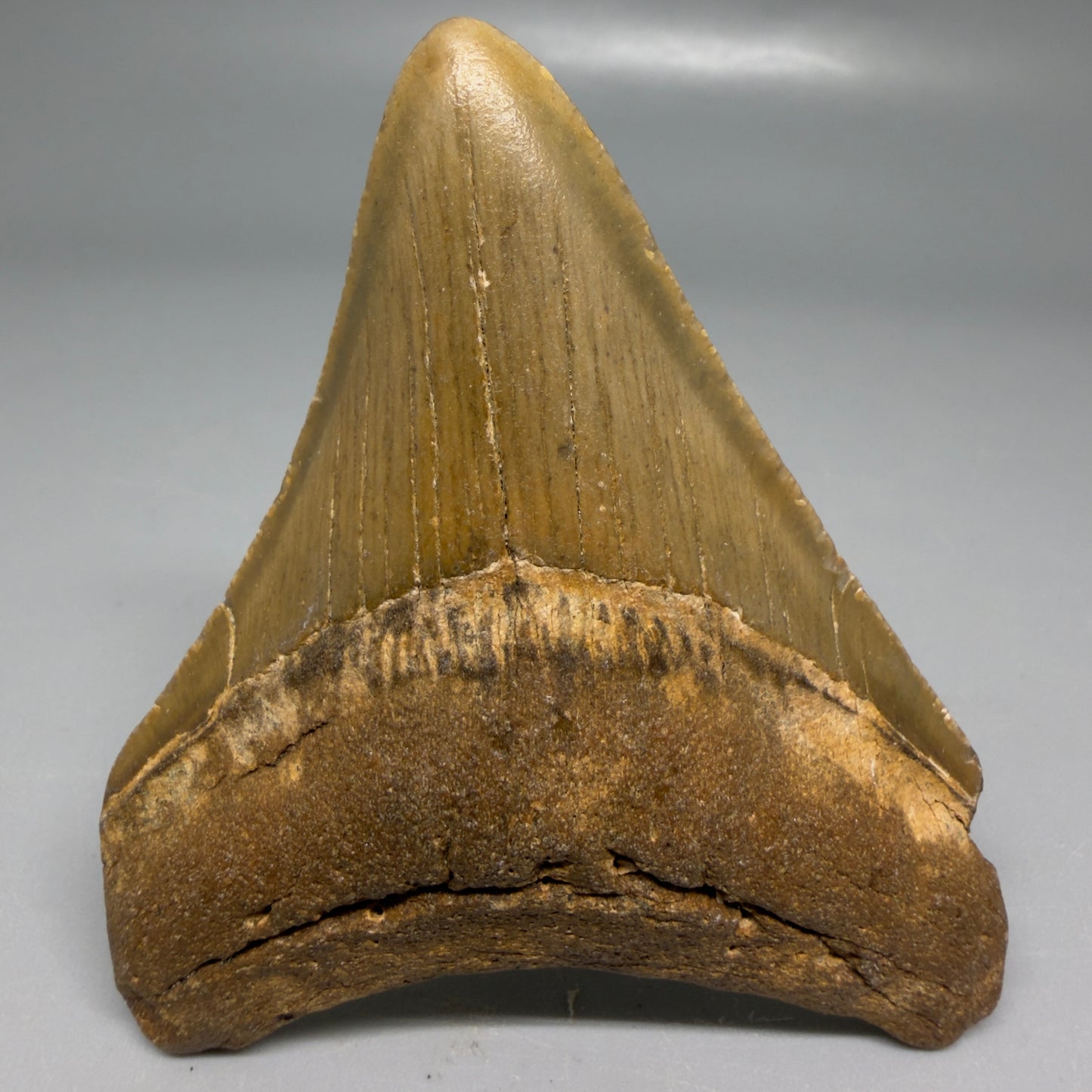 Front View Colorful 3.15" Fossil Megalodon Tooth from North Carolina - megalodonteeth.com CM6190