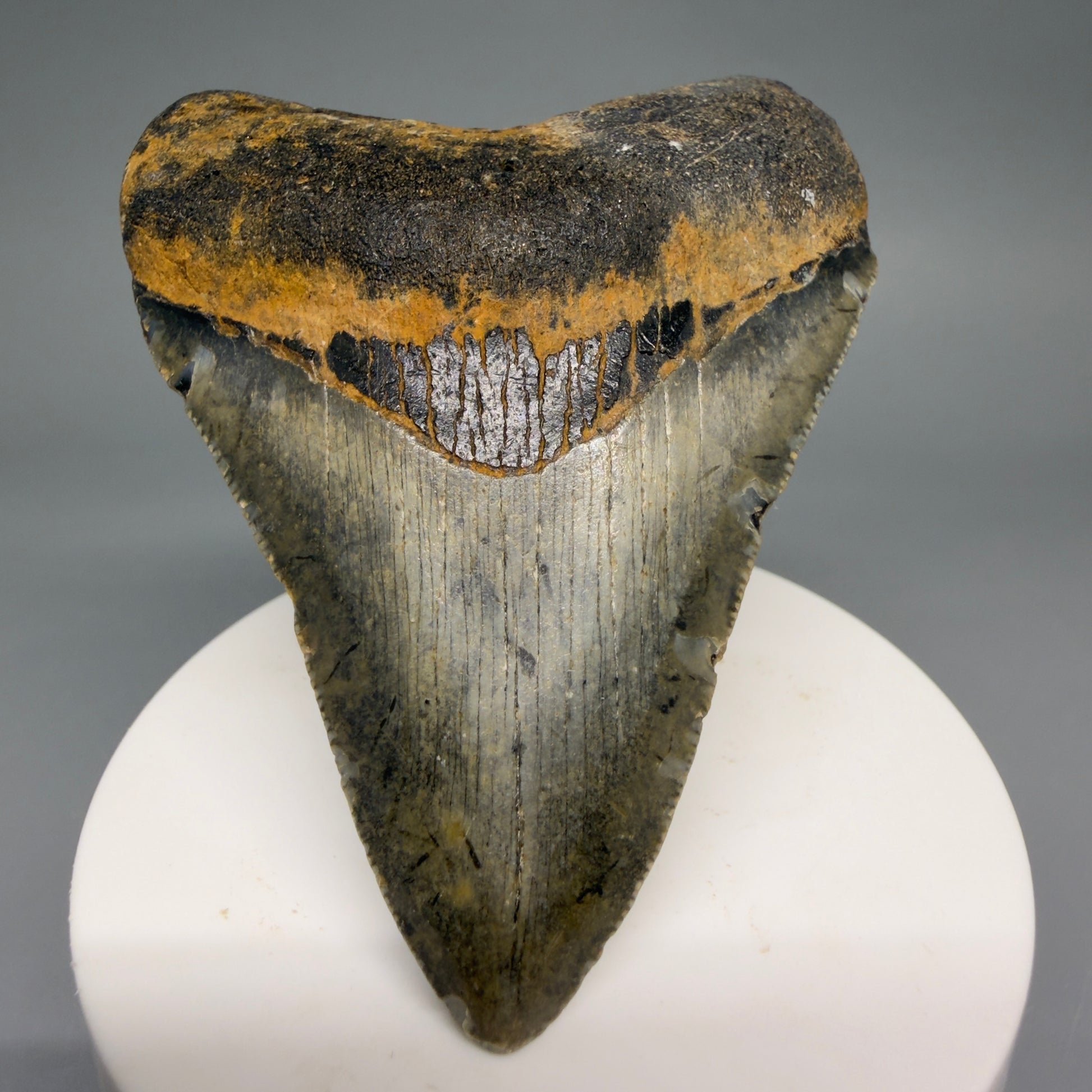 Front View Colorful 3.16" Fossil Megalodon Tooth from North Carolina - megalodonteeth.com CM6498