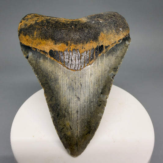 Front View Colorful 3.16" Fossil Megalodon Tooth from North Carolina - megalodonteeth.com CM6498