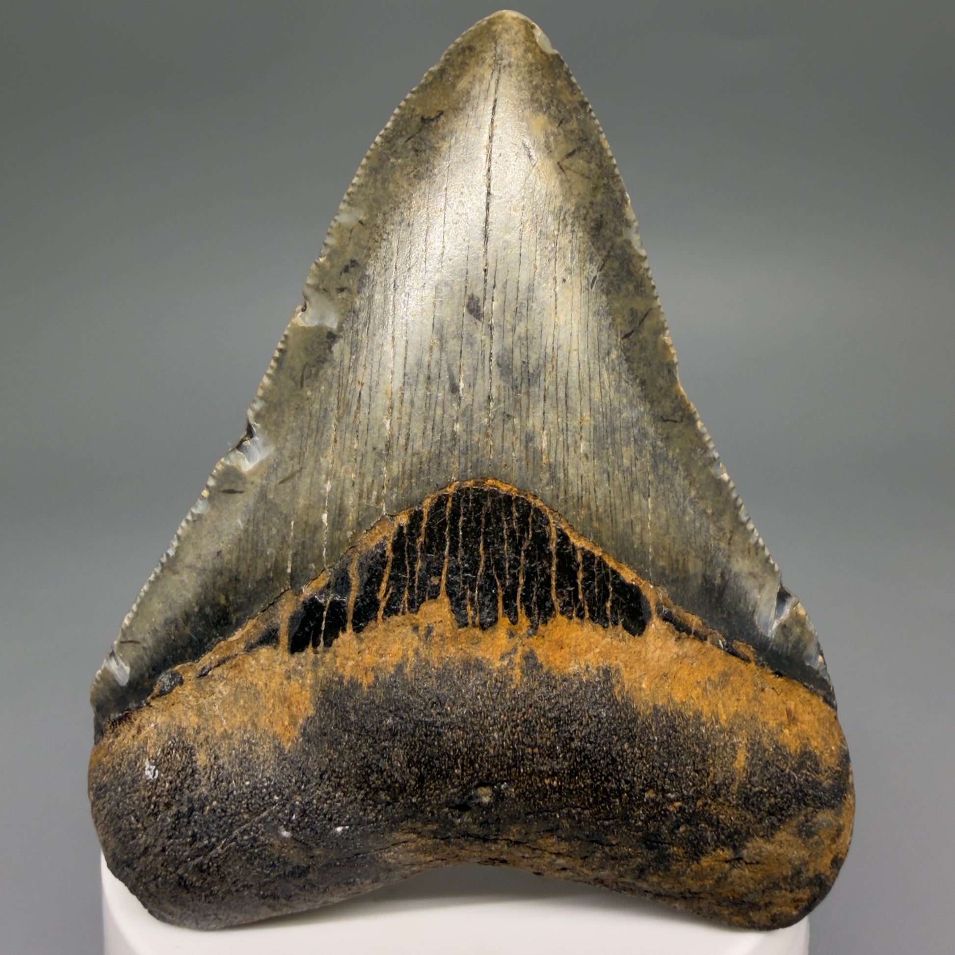 Front View Colorful 3.16" Fossil Megalodon Tooth from North Carolina - megalodonteeth.com CM6498 - 1