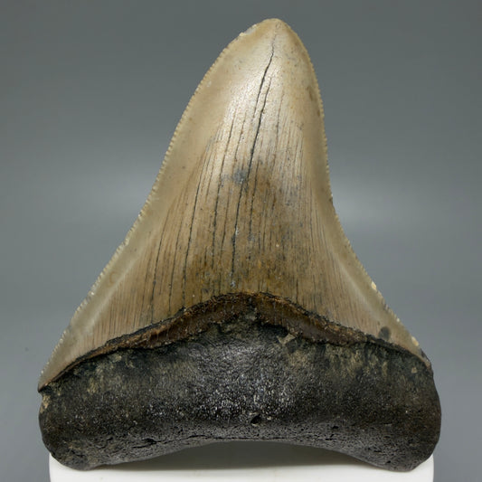 Front View Colorful 3.17" Fossil Megalodon Tooth from North Carolina - megalodonteeth.com CM6073
