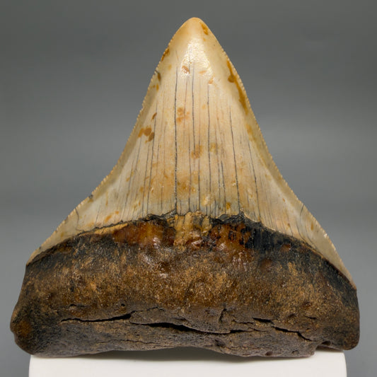 Front View Colorful 3.17" Fossil Megalodon Tooth from North Carolina - megalodonteeth.com CM6501
 