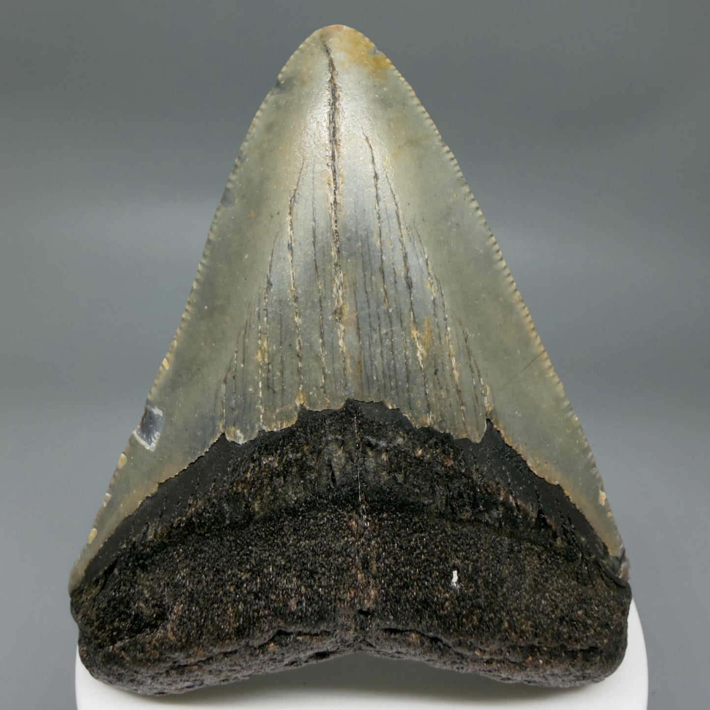 Front View Colorful 3.18" Fossil Megalodon Tooth from North Carolina - megalodonteeth.com CM6356