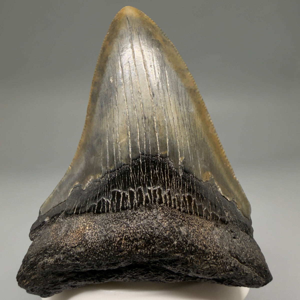 Front View Colorful 3.18" Fossil Megalodon Tooth from South Carolina megalodonteeth.com CM6557