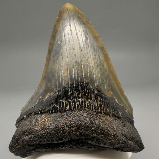 Front View Colorful 3.18" Fossil Megalodon Tooth from South Carolina megalodonteeth.com CM6557
