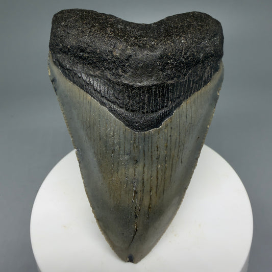 Front View Colorful 3.19" Fossil Megalodon Tooth from North Carolina - megalodonteeth.com CM6070
