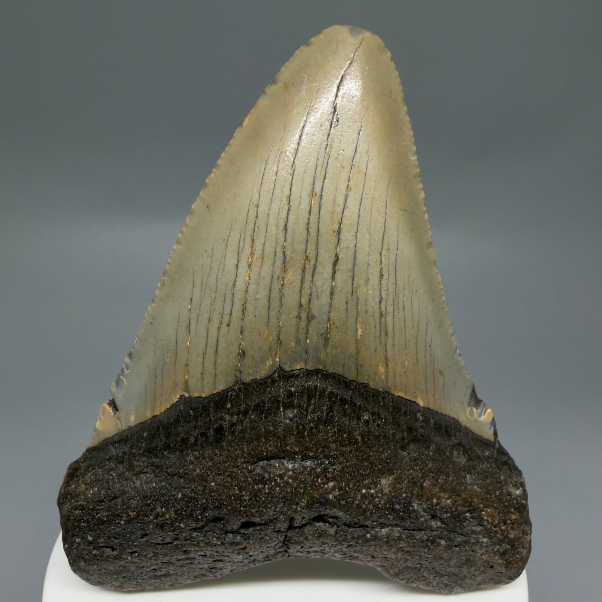 Front View Colorful 3.19" Fossil Megalodon Tooth from North Carolina - megalodonteeth.com CM6297