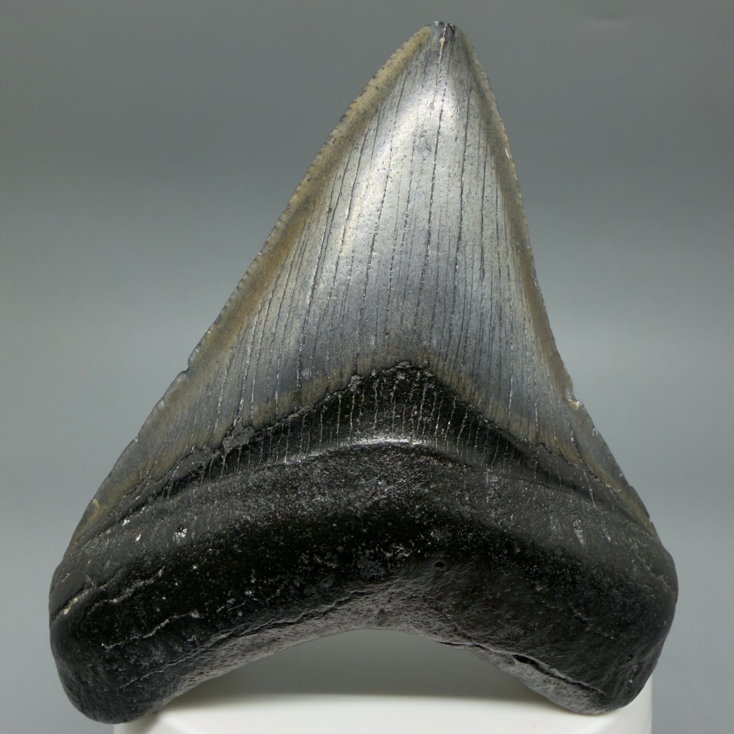 Front View Colorful 3.19" Megalodon Tooth – Fossil Megalodon Tooth from South Carolina CM6402