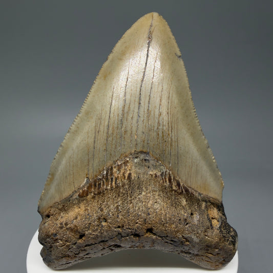 Front View Colorful 3.20" Fossil Megalodon Tooth from North Carolina - megalodonteeth.com CM6039