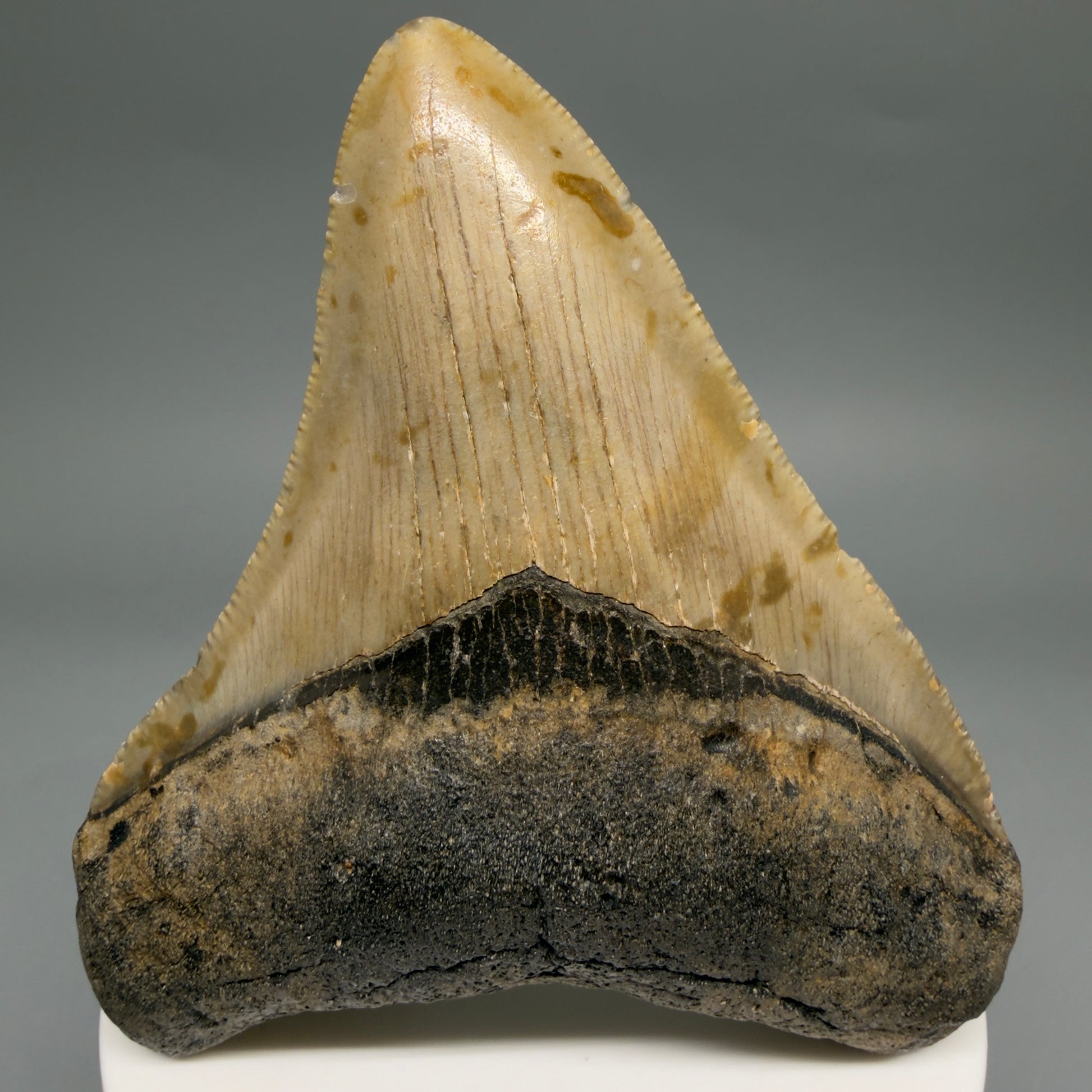 Front View Colorful 3.20" Fossil Megalodon Tooth from North Carolina - megalodonteeth.com CM6499
