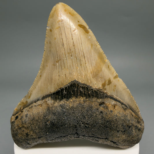 Front View Colorful 3.20" Fossil Megalodon Tooth from North Carolina - megalodonteeth.com CM6499