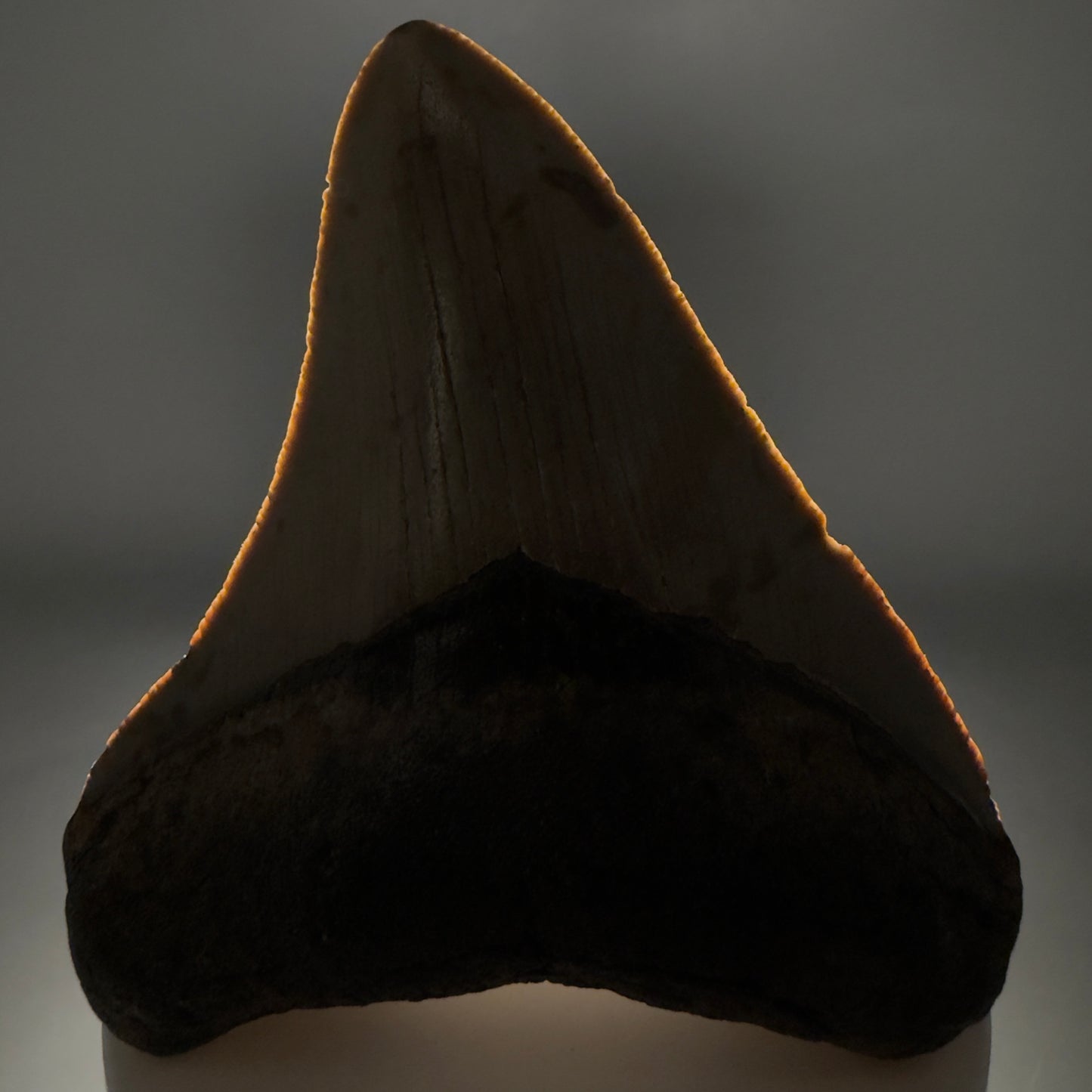 Front View Colorful 3.20" Fossil Megalodon Tooth from North Carolina - megalodonteeth.com CM6499 - 1