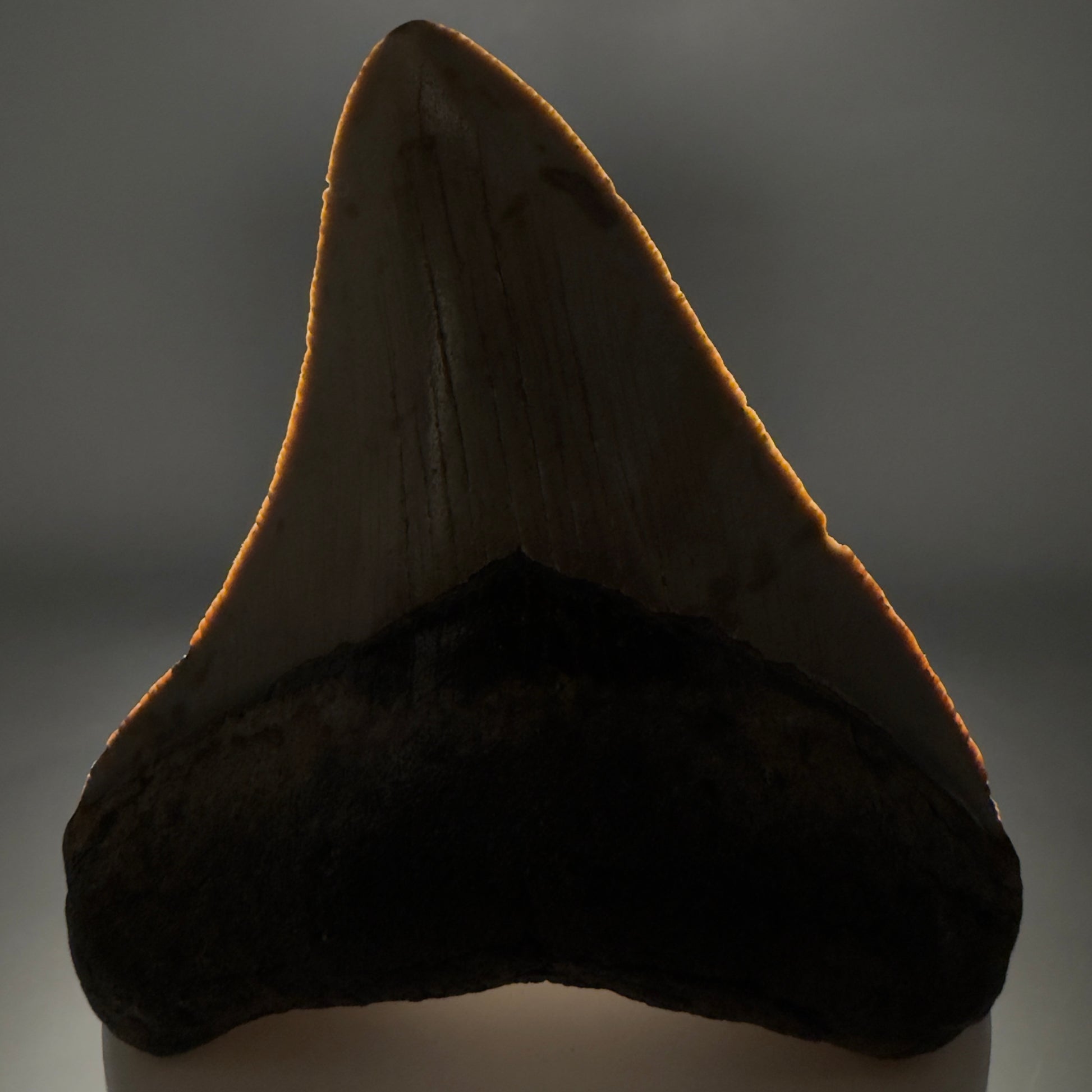 Front View Colorful 3.20" Fossil Megalodon Tooth from North Carolina - megalodonteeth.com CM6499 - 1