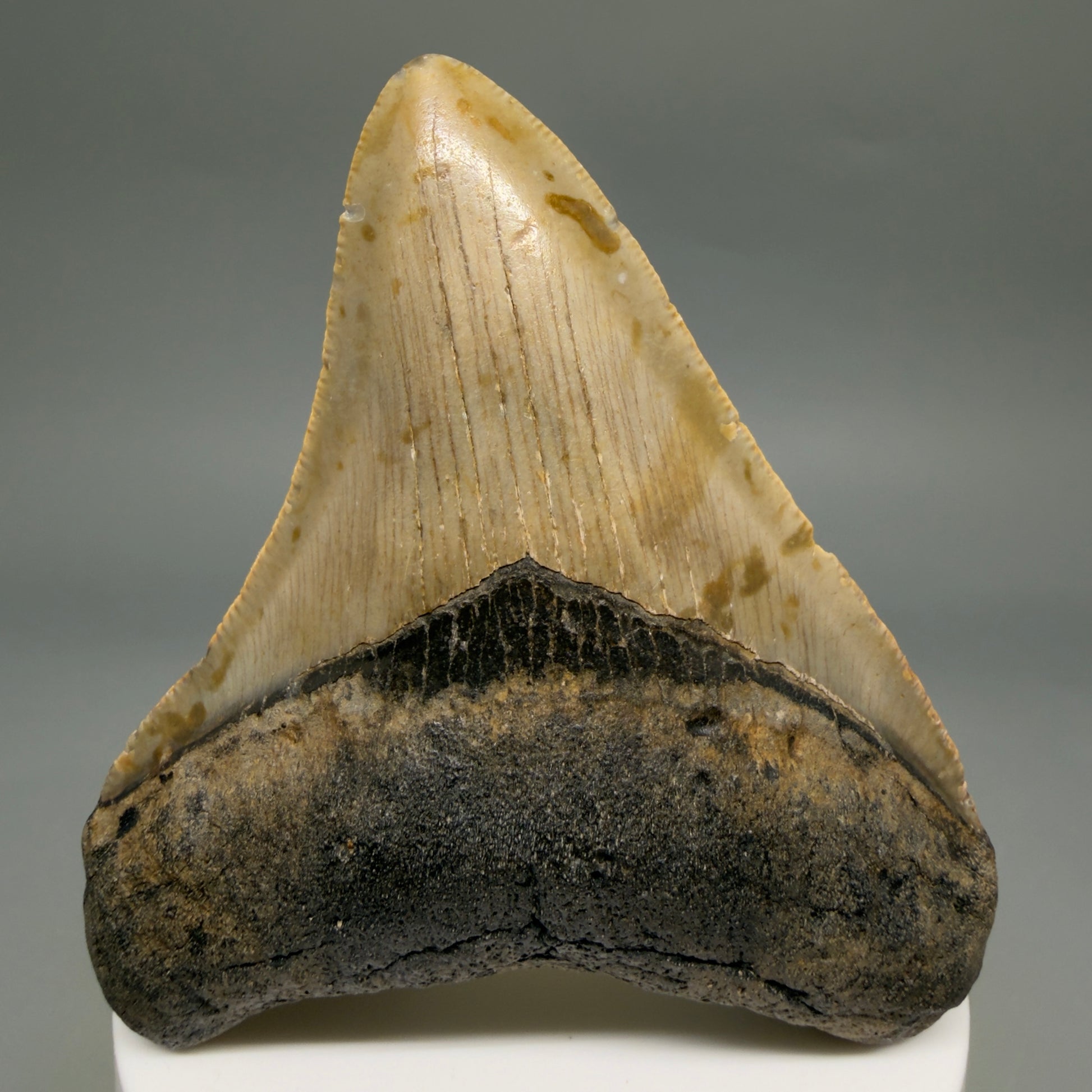 Front View Colorful 3.20" Fossil Megalodon Tooth from North Carolina - megalodonteeth.com CM6499 - 2