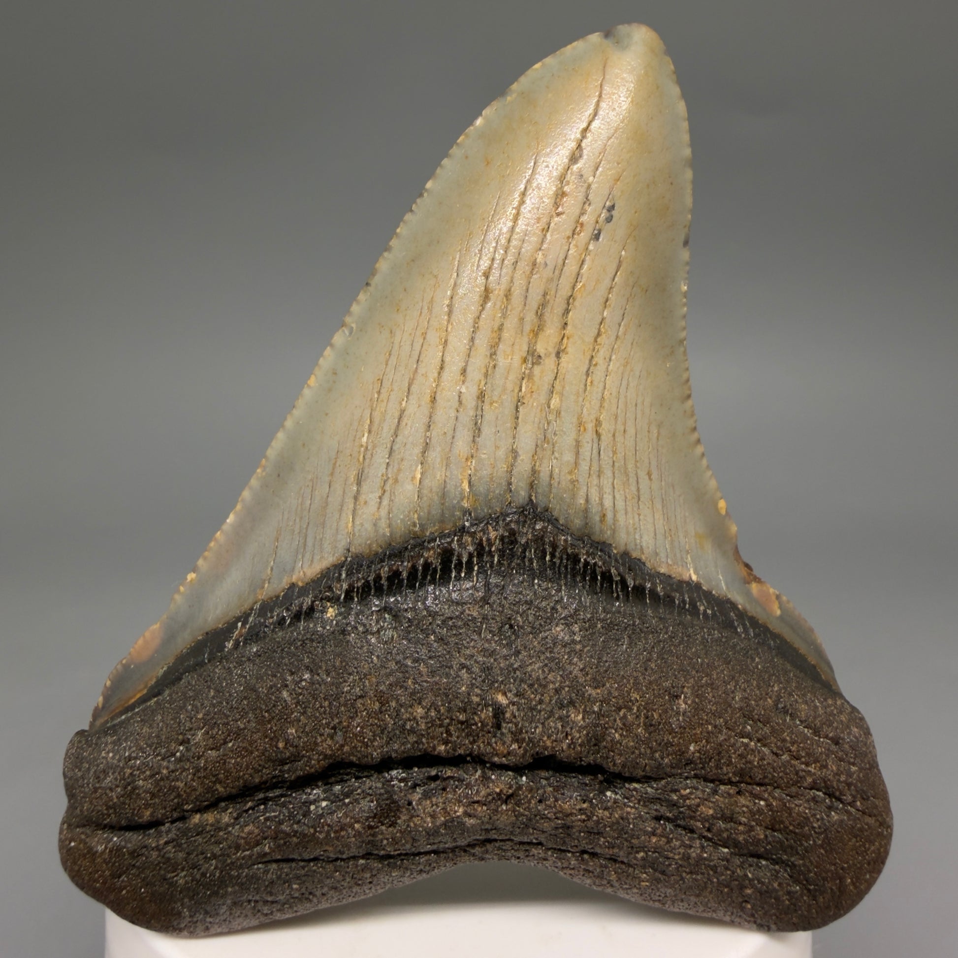 Front View Colorful 3.21" Fossil Megalodon Tooth from North Carolina - megalodonteeth.com CM6575