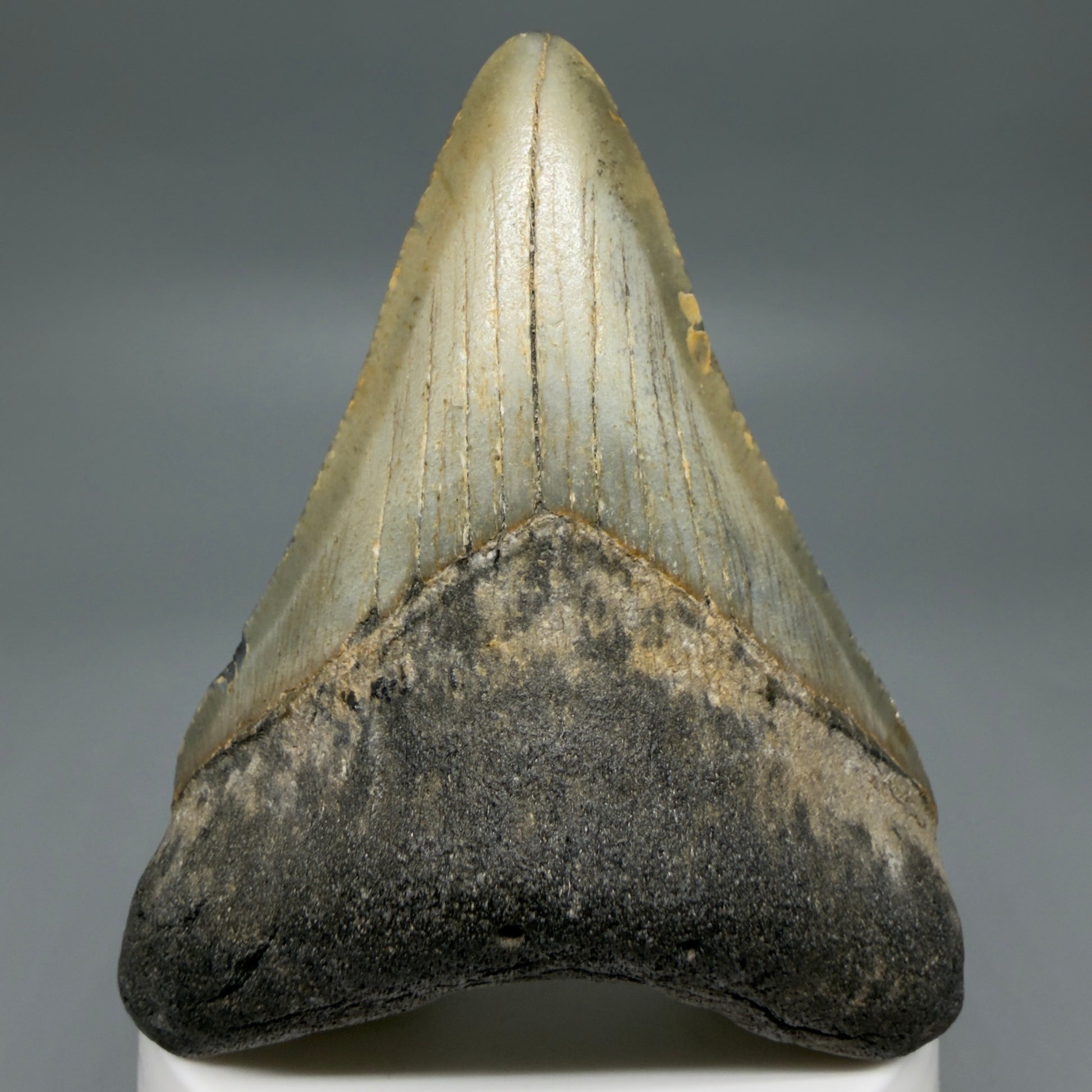 Front View Colorful 3.22" Fossil Megalodon Tooth from North Carolina - megalodonteeth.com CM6237