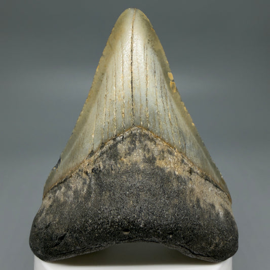 Front View Colorful 3.22" Fossil Megalodon Tooth from North Carolina - megalodonteeth.com CM6237