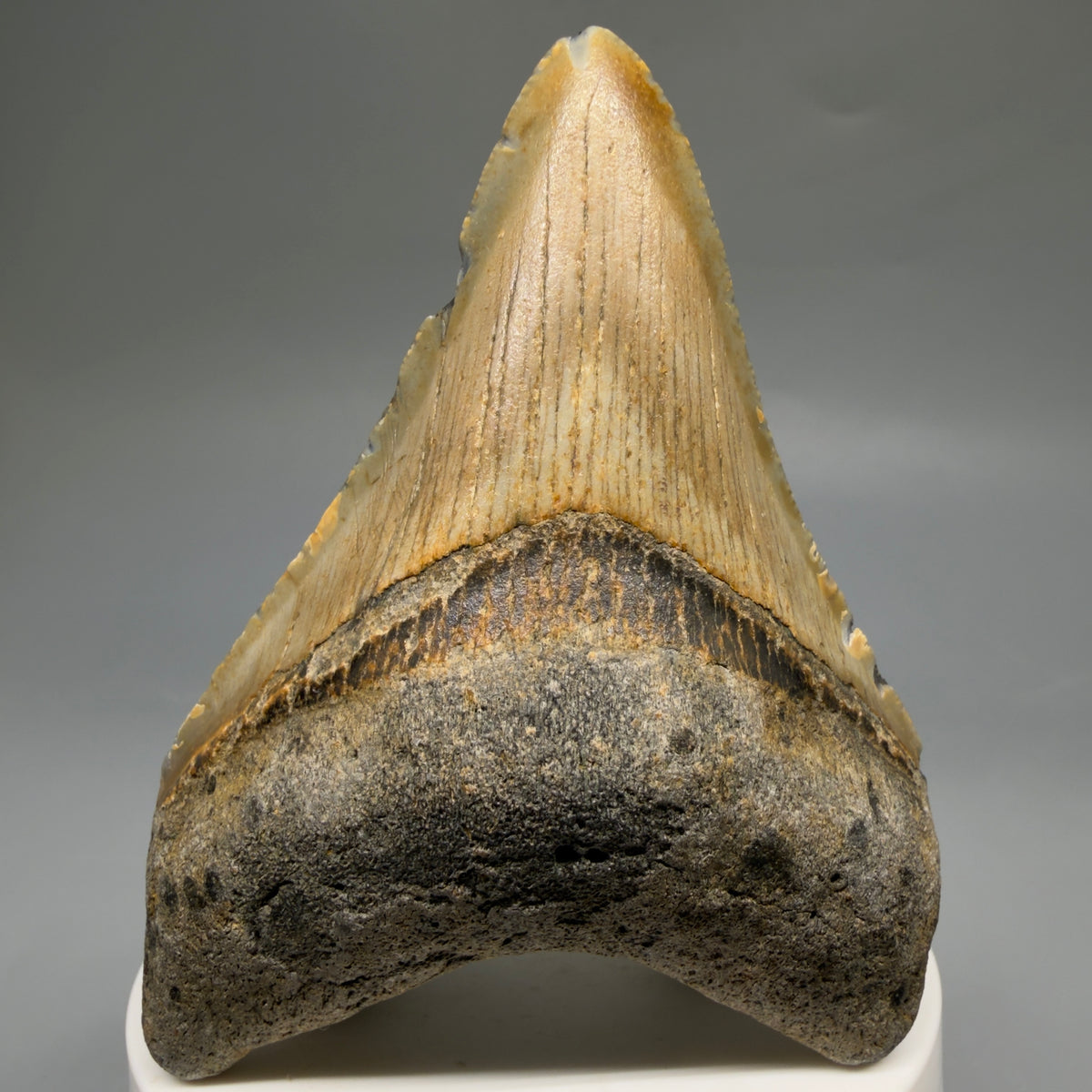 Front View Colorful 3.22" Fossil Megalodon Tooth from North Carolina - megalodonteeth.com CM6764