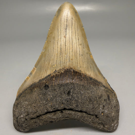 Front View Colorful 3.25" Fossil Megalodon Tooth from North Carolina - megalodonteeth.com CM6193