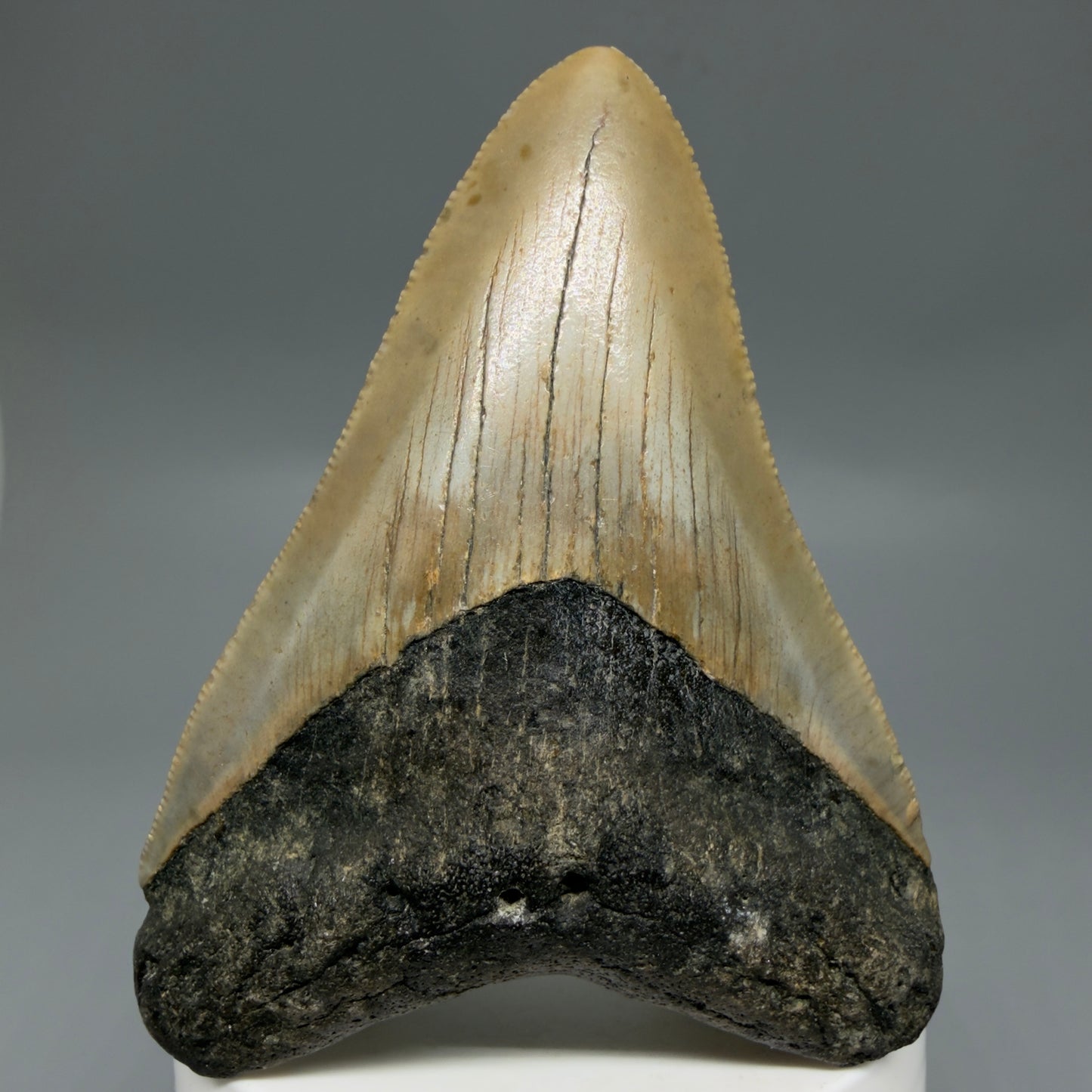Front View Colorful 3.25" Fossil Megalodon Tooth from North Carolina - megalodonteeth.com CM6298