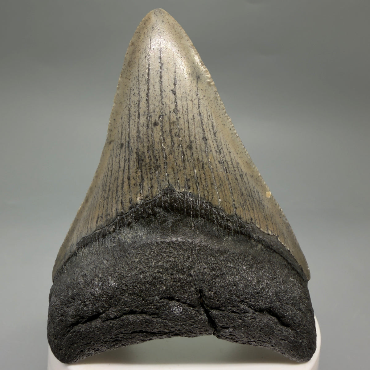 Front View Colorful 3.25" Fossil Megalodon Tooth from North Carolina - megalodonteeth.com CM6634