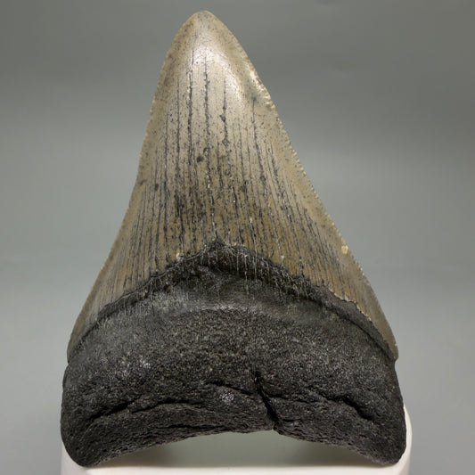 Front View Colorful 3.25" Fossil Megalodon Tooth from North Carolina - megalodonteeth.com CM6634